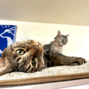 居酒屋 北のかっぱ